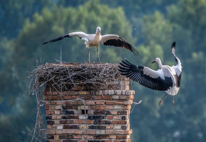 Professional Chimney Animal Removal Services in Downey, California