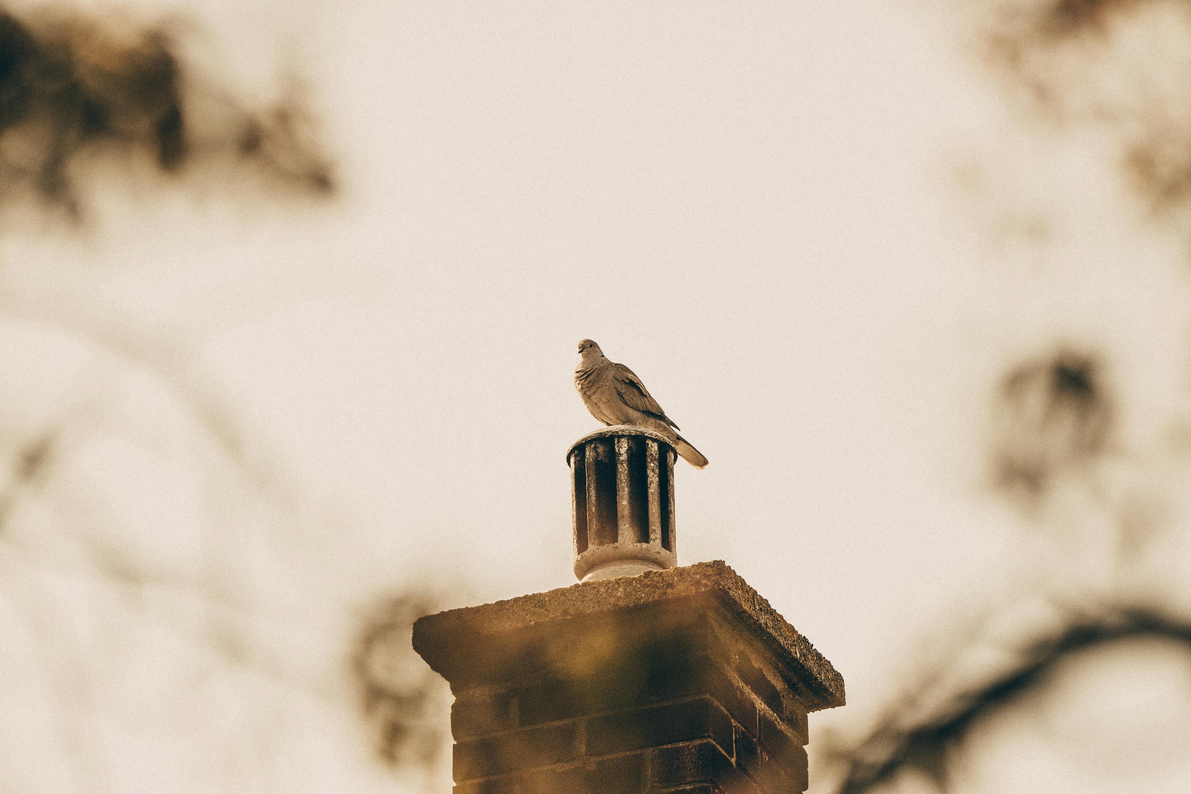 Expert Chimney Cap Installation in Downey, California